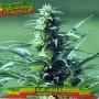 Auto Owen Key Feminised cannabis seeds
